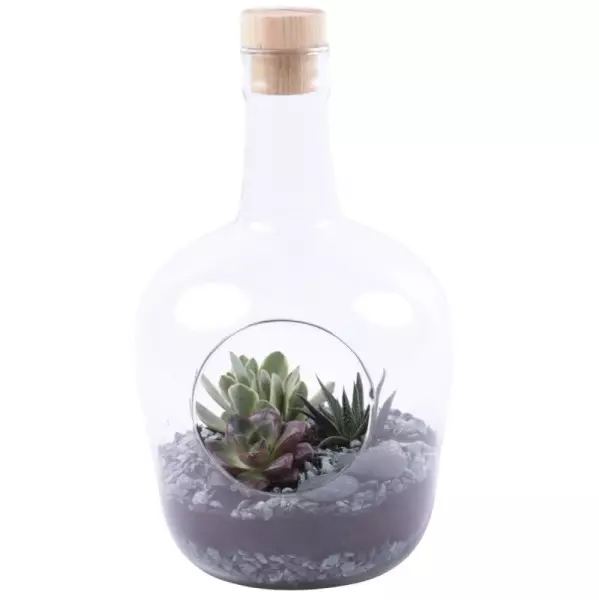 Terrarium en verre avec composition de succulentes