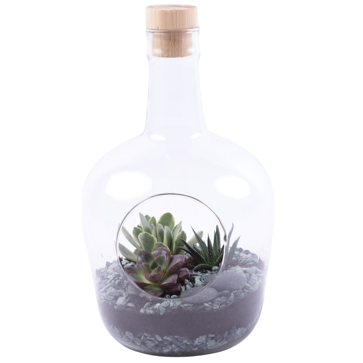 Terrarium en verre avec composition de succulentes