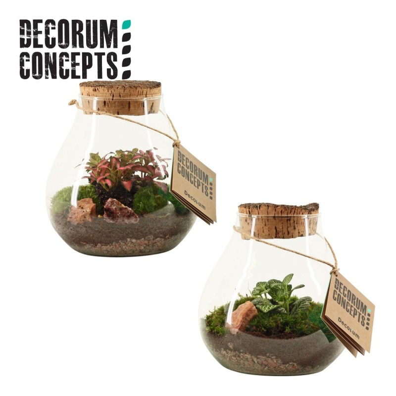 Terrarium Halley