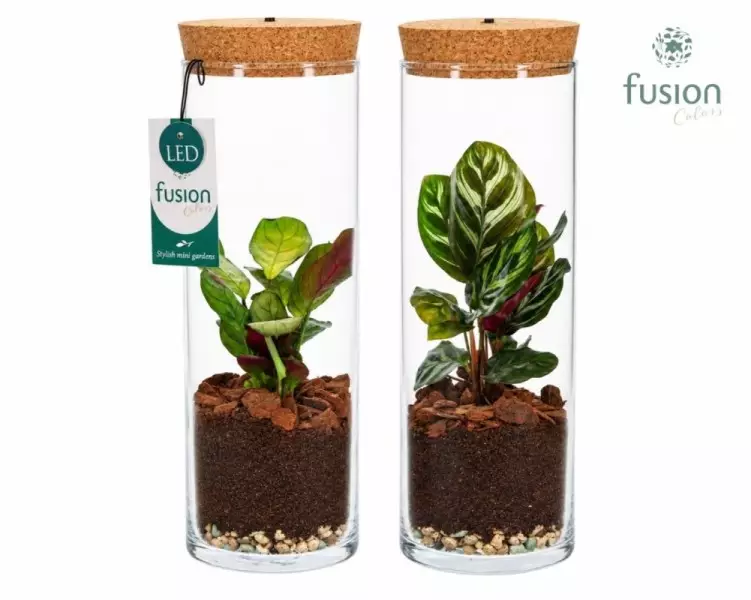 Terrarium cylindre en verre avec calathea et éclairage LED