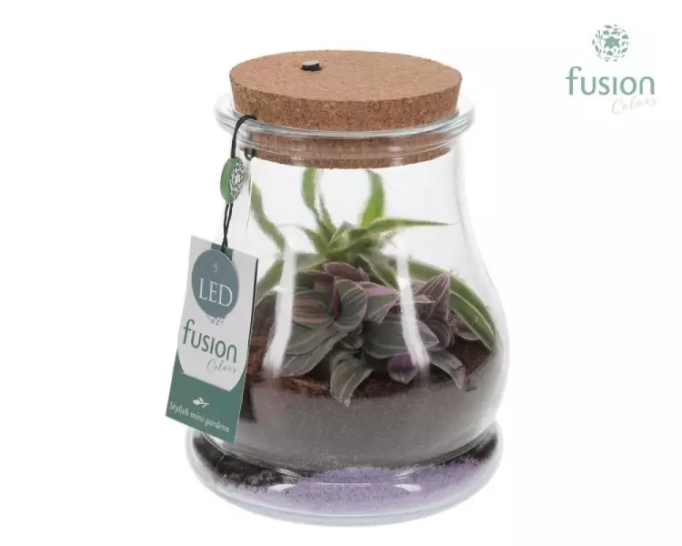 Terrarium goutte en verre avec éclairage LED et composition végétale – Ø 16 cm
