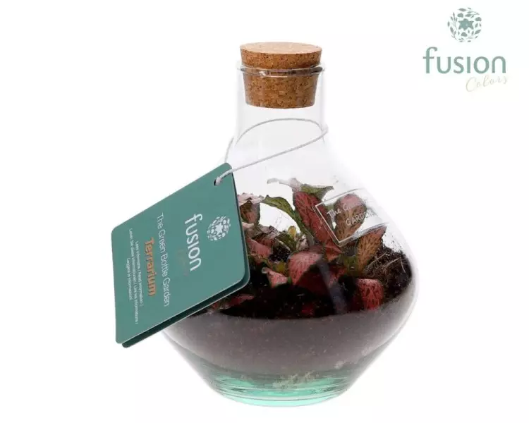Terrarium mini avec fittonia