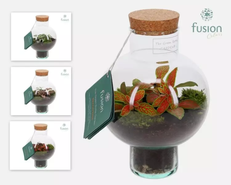 Terrarium bouteille en verre