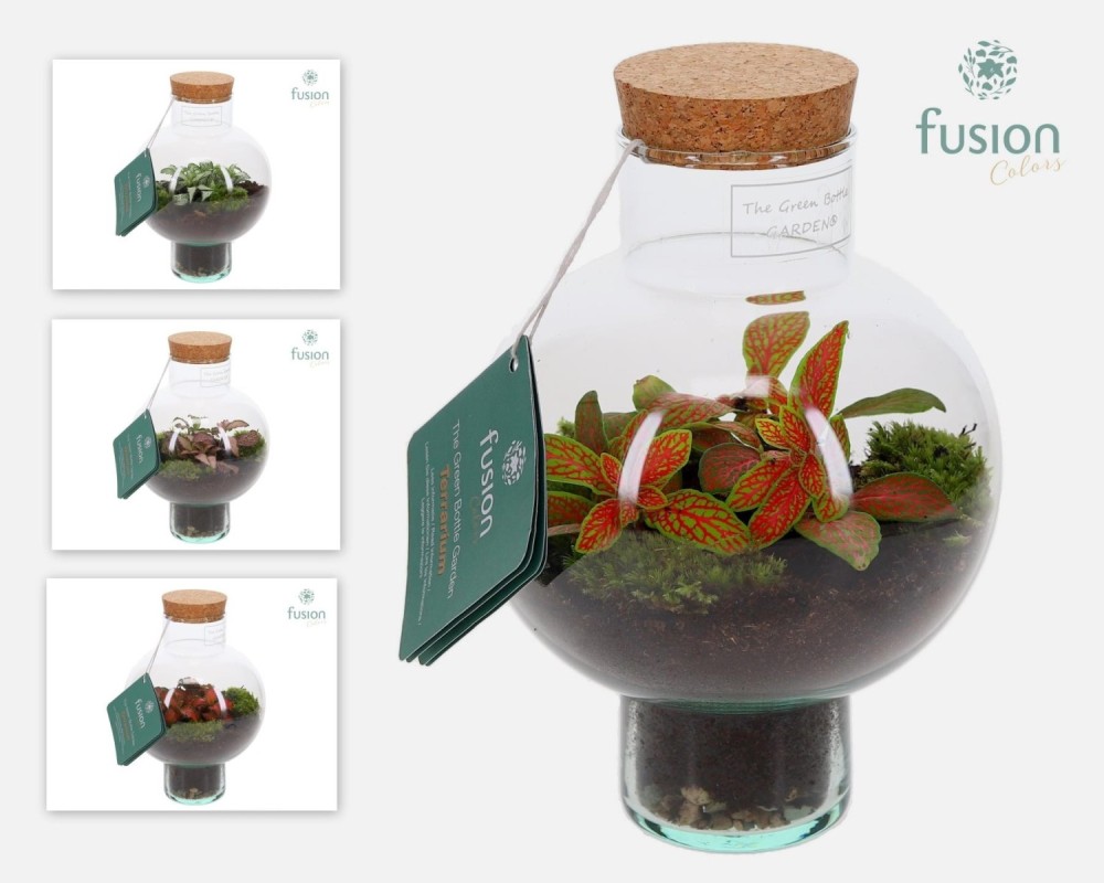 Terrarium bouteille en verre