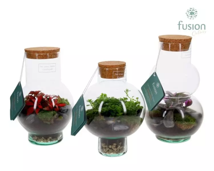 Terrarium bouteille en verre