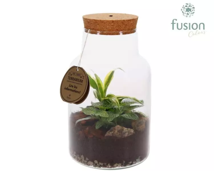 Terrarium avec bouchon en liège et éclairage LED