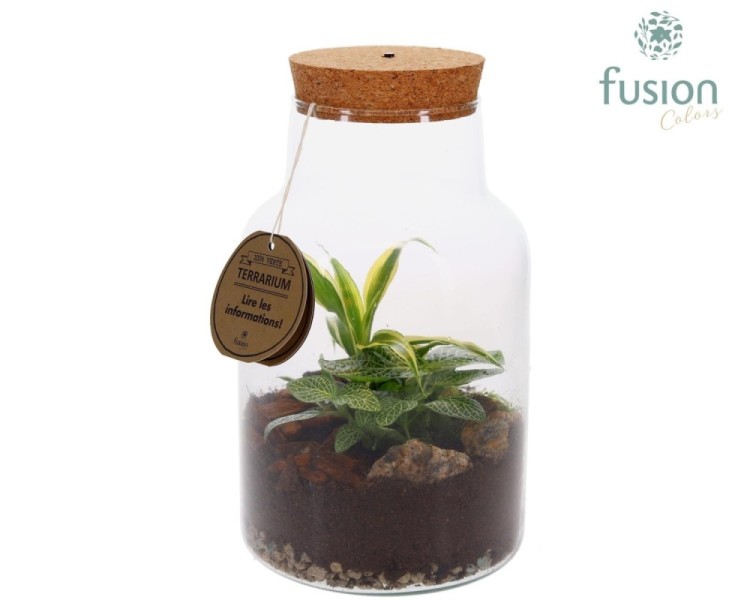 Terrarium avec bouchon en liège et éclairage LED