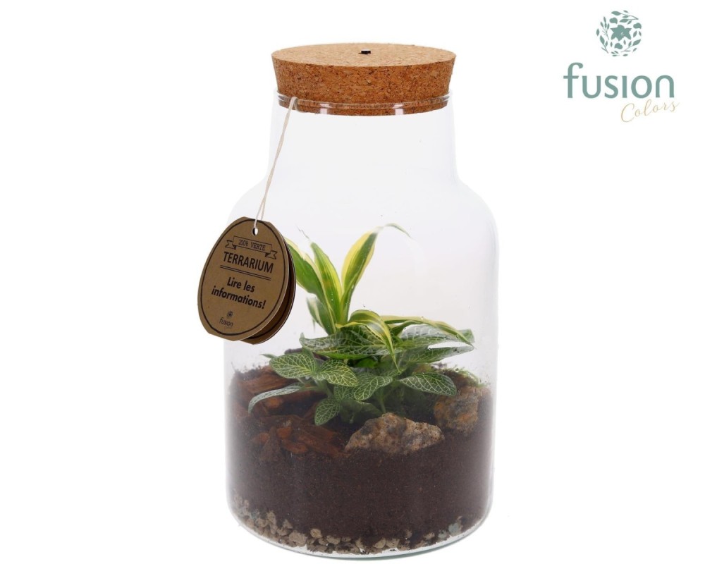 Terrarium avec bouchon en liège et éclairage LED