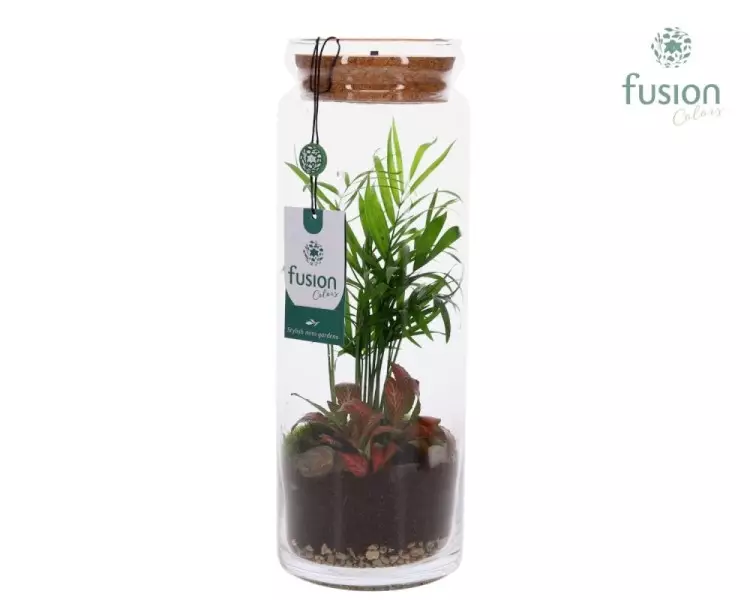 Terrarium cylindre en verre avec composition végétale et éclairage LED