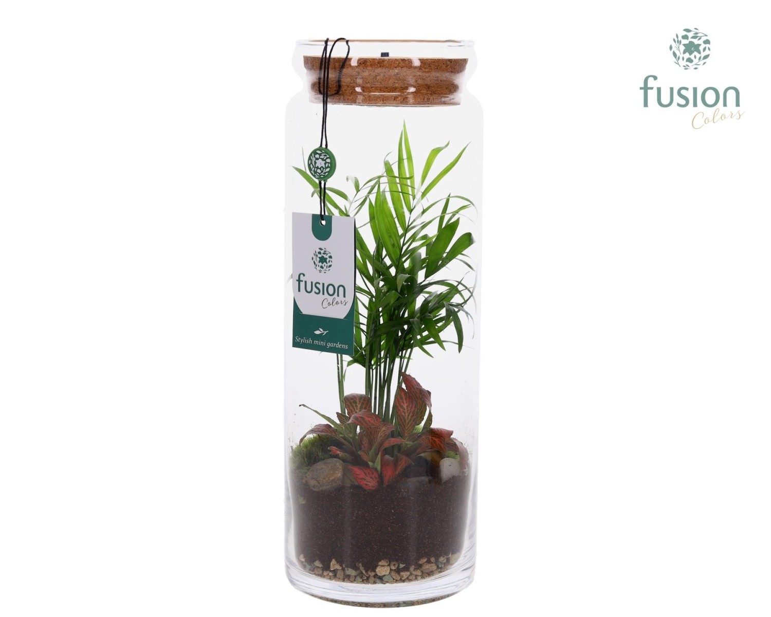 Terrarium cylindre en verre avec composition végétale et éclairage LED