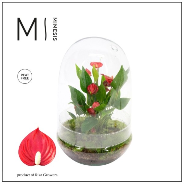 Anthurium Karma Million en terrarium œuf