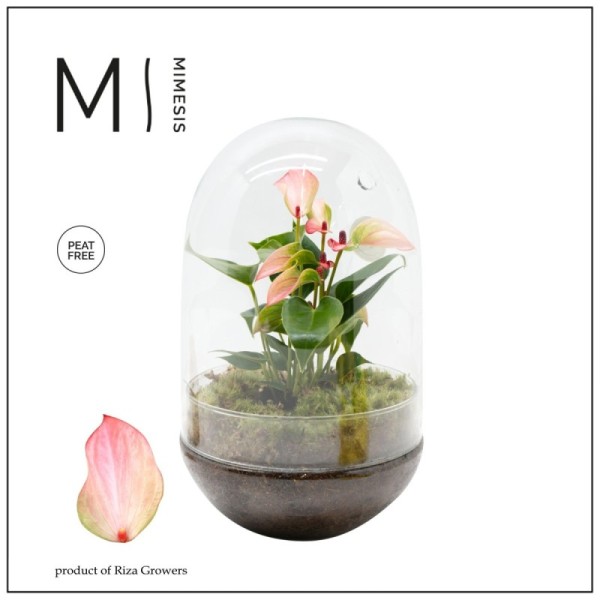 Anthurium Karma Hotlips en terrarium œuf