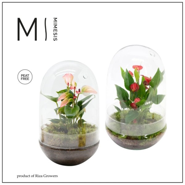 Anthurium Karma (assortiment) en terrarium Nature