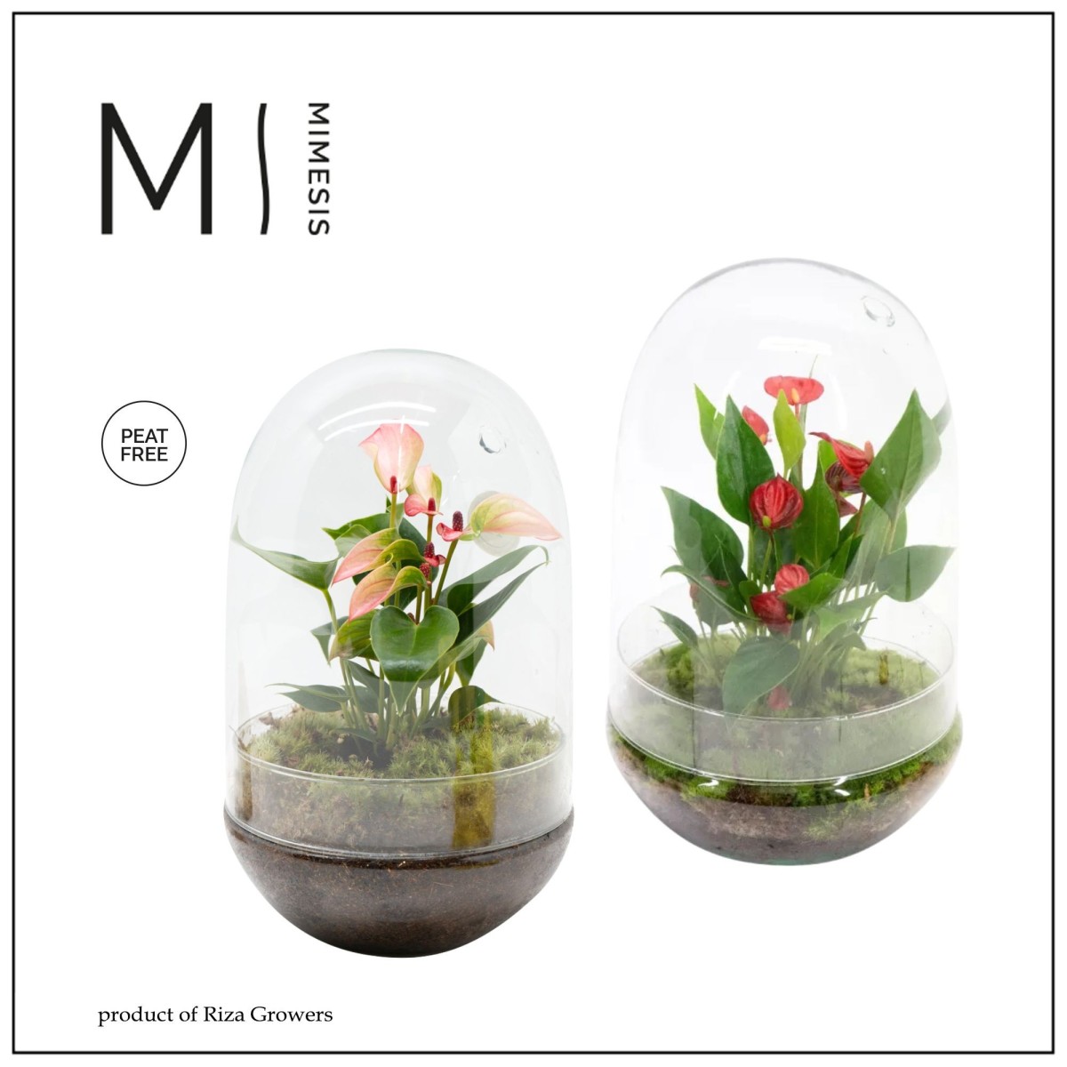 Anthurium Karma (assortiment) en terrarium Nature