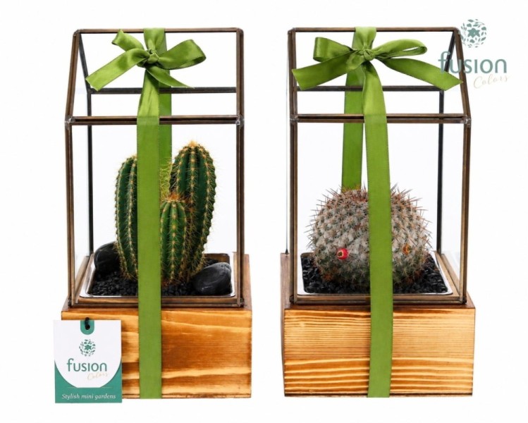 Terrarium géométrique en verre sur socle en bois