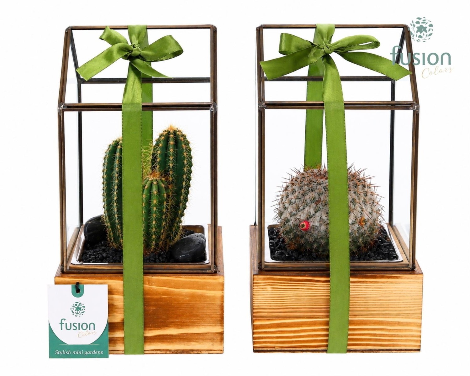 Terrarium géométrique en verre sur socle en bois