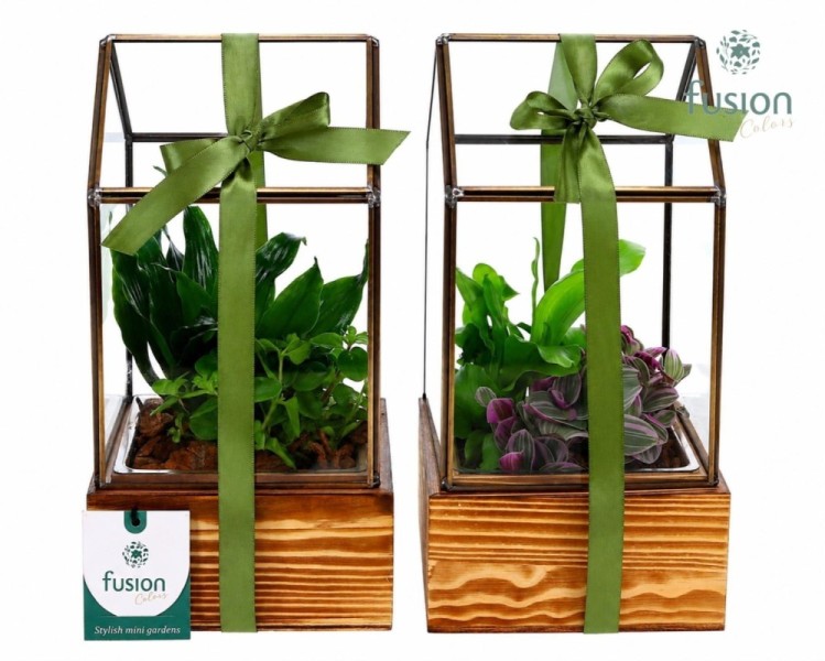 Terrarium géométrique en verre sur socle en bois