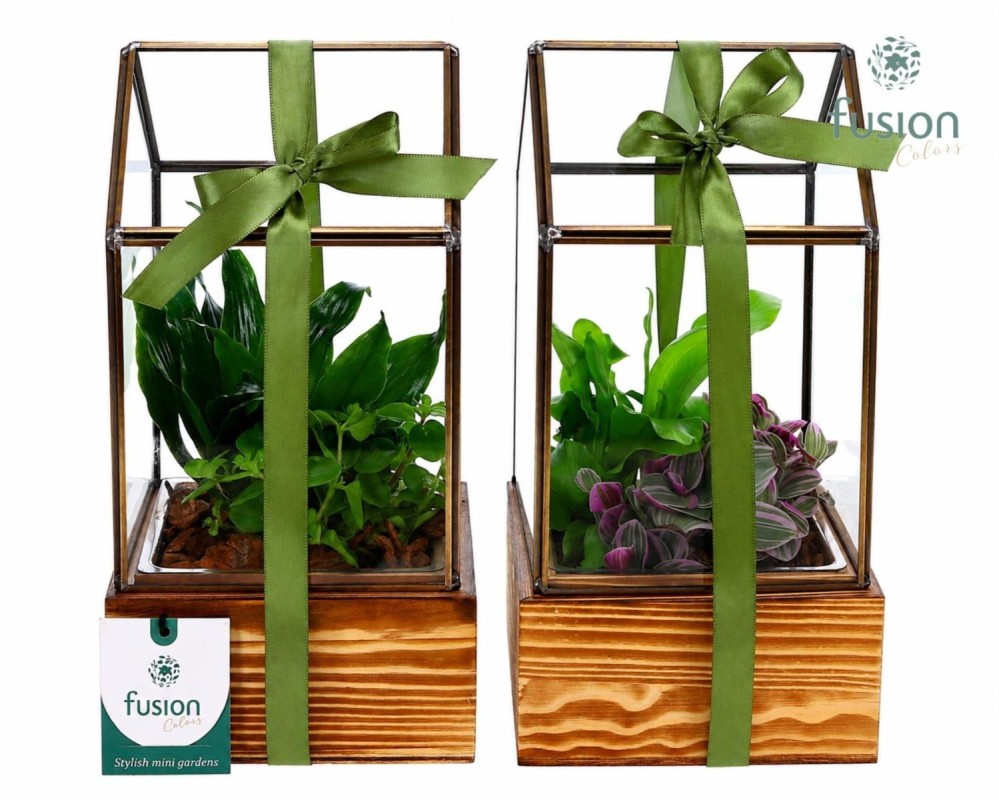 Terrarium géométrique en verre sur socle en bois