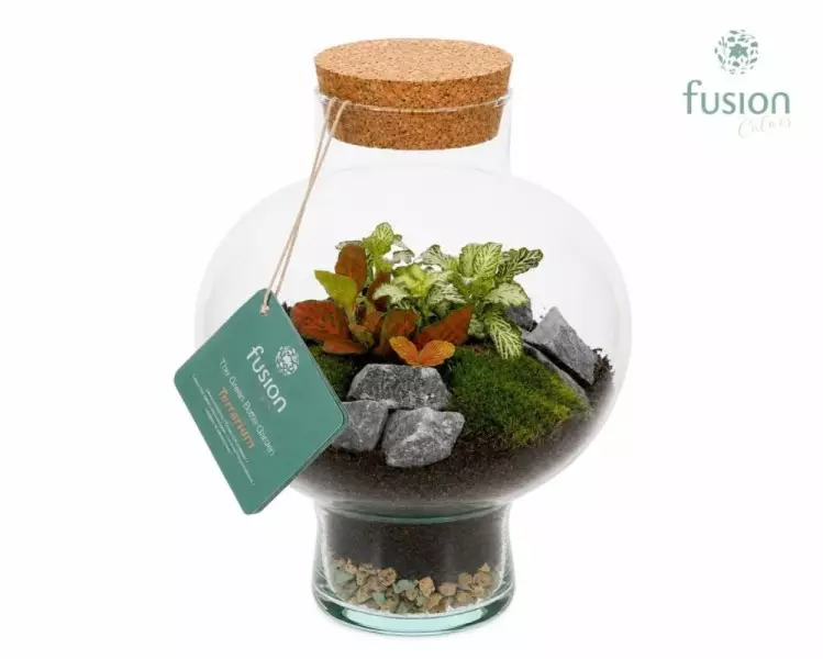 Terrarium bouteille en verre