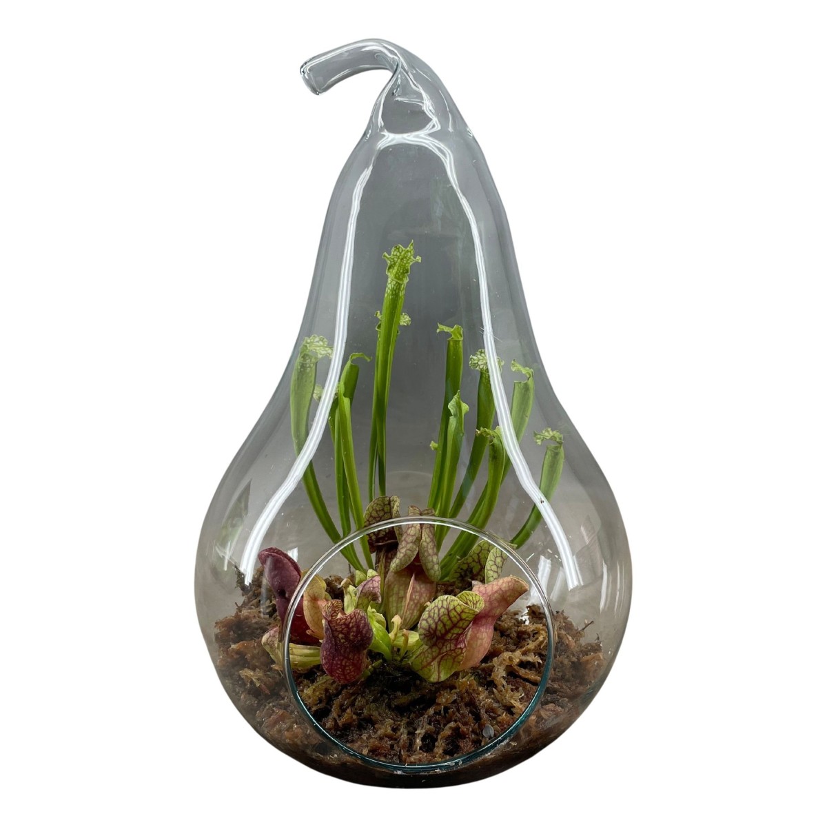 Terrarium en verre forme poire