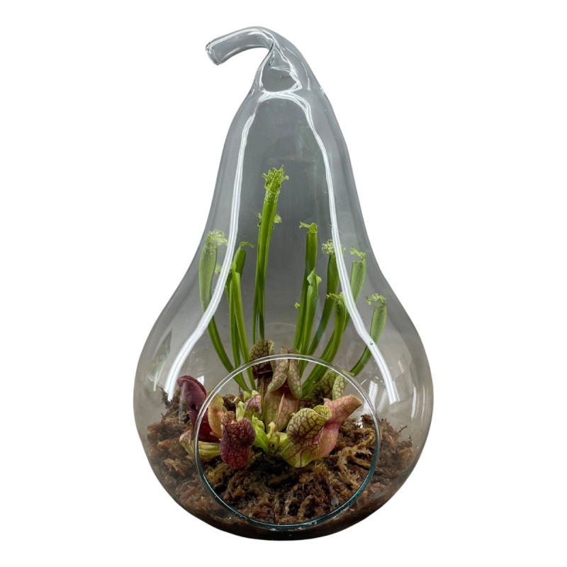 Terrarium en verre forme poire