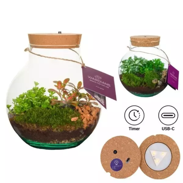 Terrarium Venus avec LED rechargeable – H 23 cm · Ø 20 cm