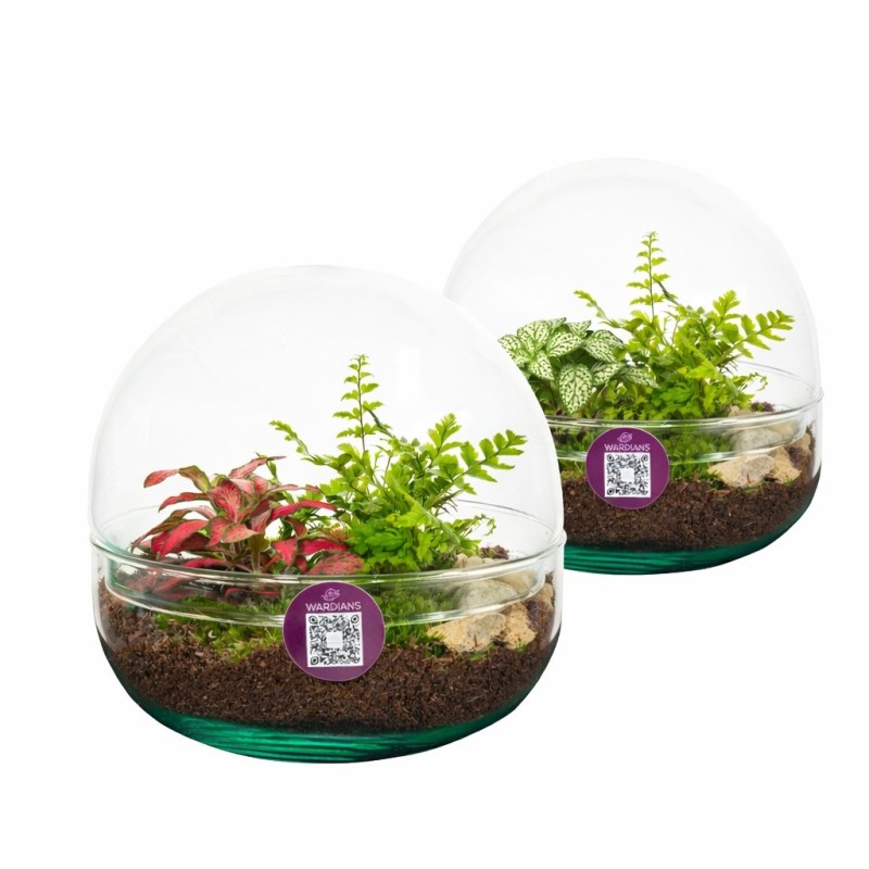 Terrarium Earth