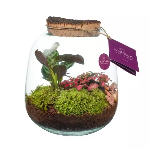 Terrarium Hyperion