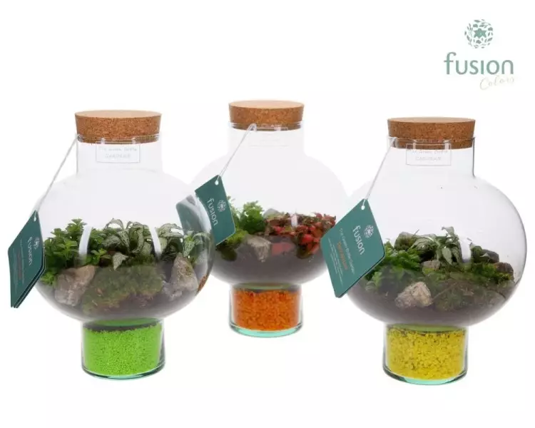 Terrarium bouteille en verre