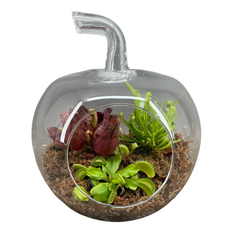 Terrarium en verre forme pomme