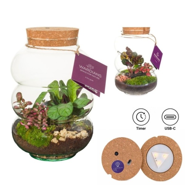 Terrarium Pluto