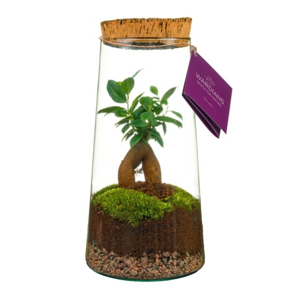 Terrarium Triton