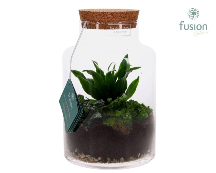 Terrarium pot à lait en verre avec composition végétale