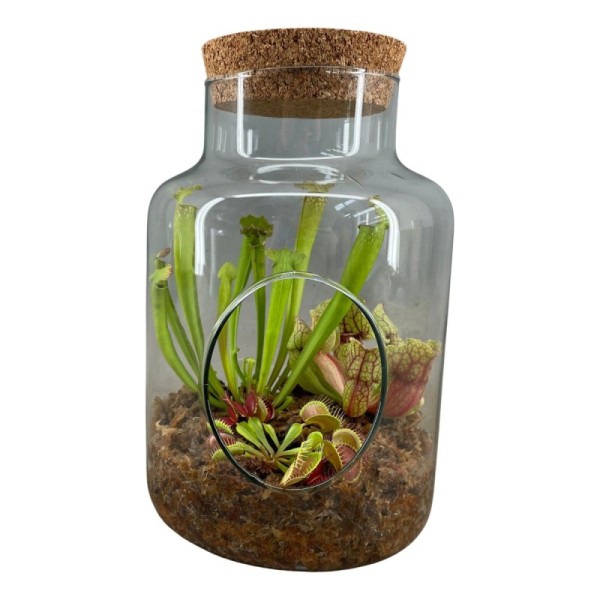 Plantes carnivores en terrarium avec bouchon en liège