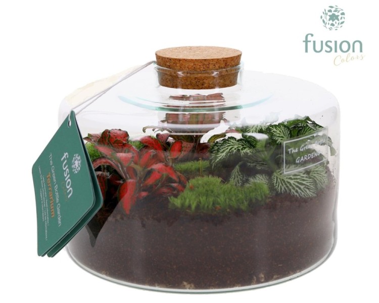 Terrarium bouteille en verre
