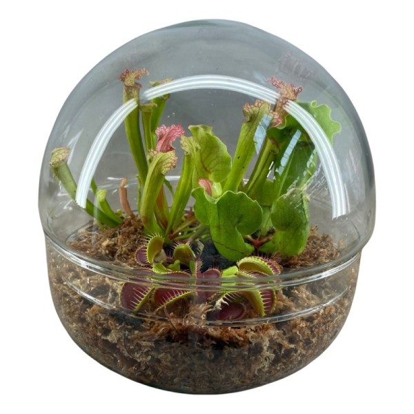 Plantes carnivores en terrarium boule deux parties