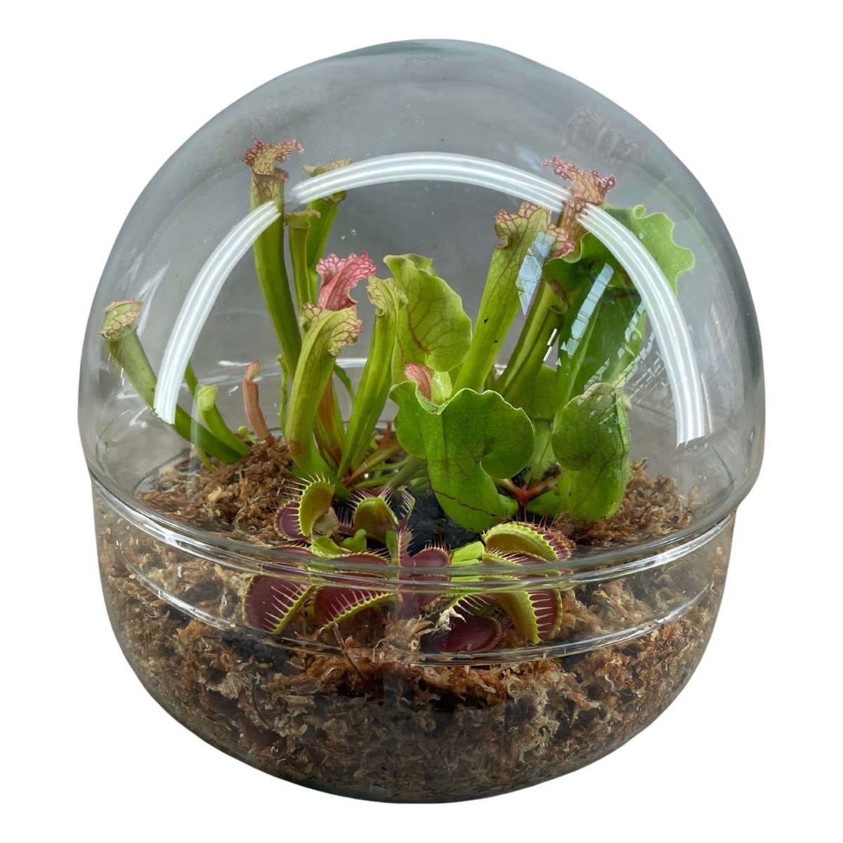 Plantes carnivores en terrarium boule deux parties