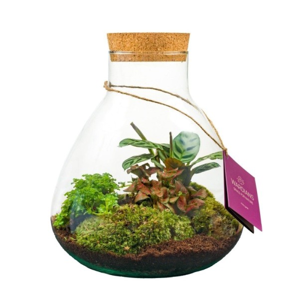 Terrarium Erlenmeyer