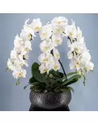 Fleurs de Prestige & Compositions de Luxe | Verttige