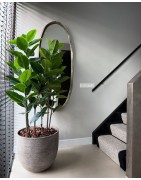 Plantes d'Intérieur & Extérieur sur Commande | Verttige